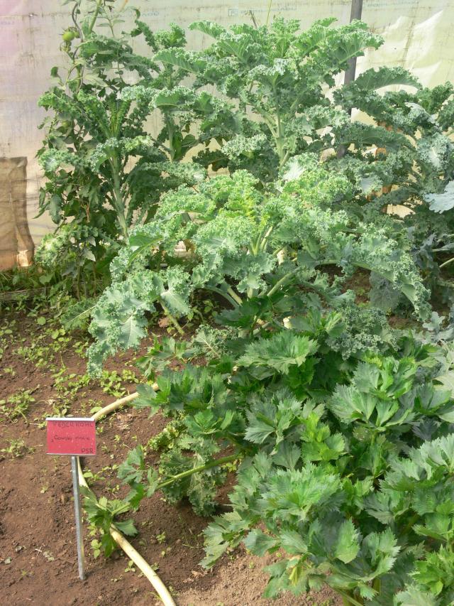 Al Canton alte Sorte Federkohl