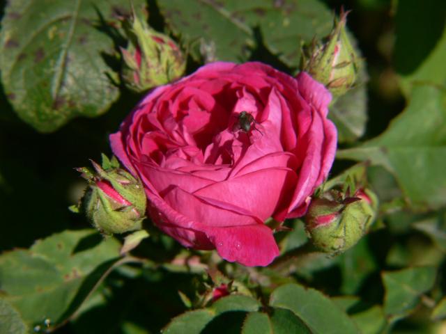 Al Canton Damaszener Rose Al Canton Damaszener Rose