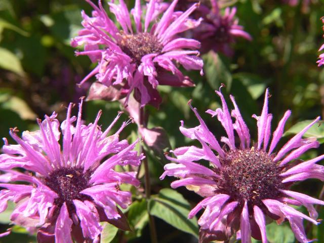 Al Canton Rosenmelisse Detail