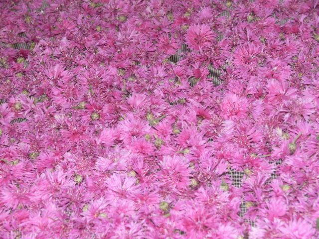 Al Canton Rote Kornblume im Trockenschrank